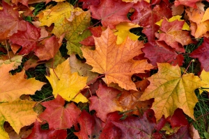 Golds, reds, and yellows of Autumn are showing in the leaves